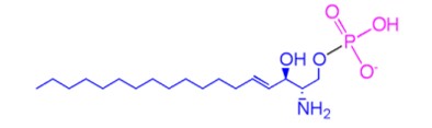 The basic structure of sphingolipids.