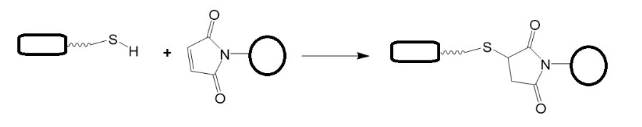 The reaction scheme of maleimides with thiol group. – BOC Sciences