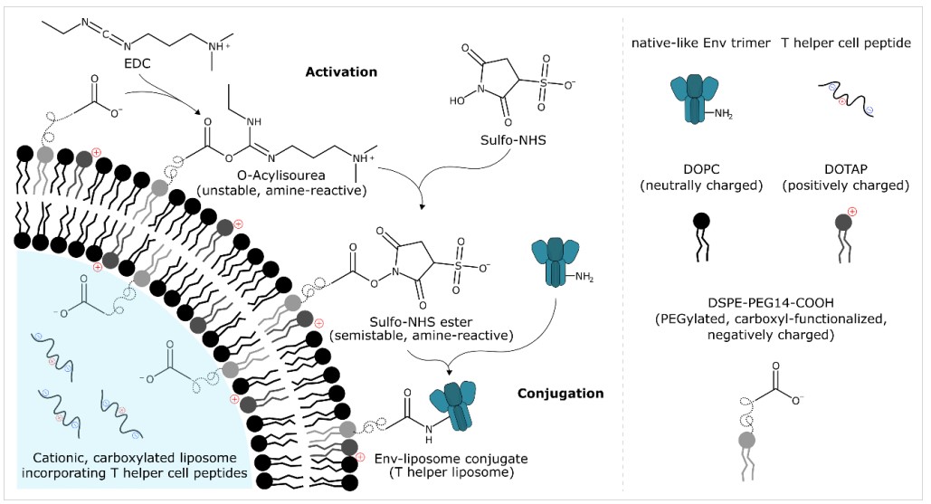 Ulfo-NHS-based preparation of Env-liposome conjugates.