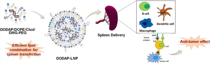 Example design for DODAP liposomal delivery of nucleic acids.