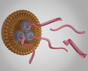 Liposomes for DNA and RNA delivery.