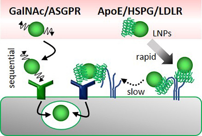 Schematic representation of the kinetics of the uptake process of GalNAc-modified liposomes at the liver through different signaling pathways.