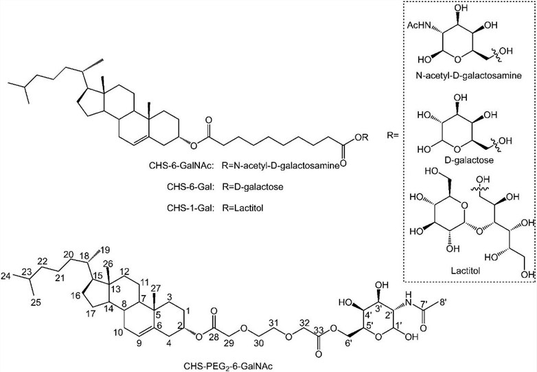 Structures of CHS-6-GalNAc, CHS-1-Gal, CHS-6-Gal, and CHS-PEG2-6-GalNAc.